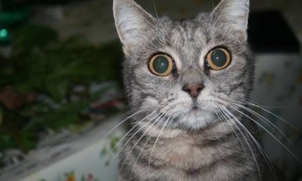 QuattroZampe: Cenerella, la gattina di Fianello