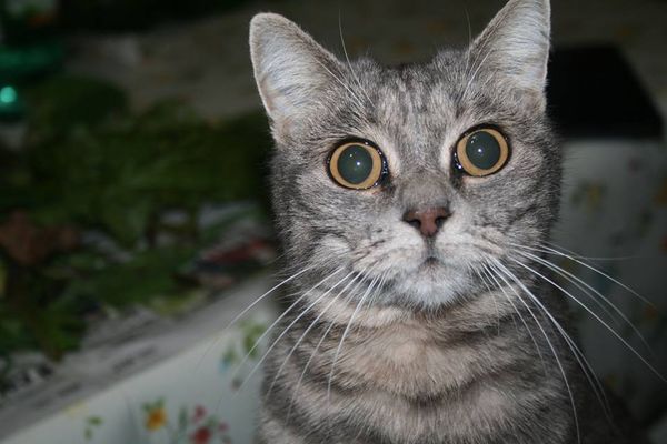 QuattroZampe: Cenerella, la gattina di Fianello