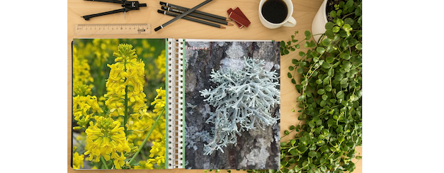 Antichi saperi: l’iperico e il lichene
