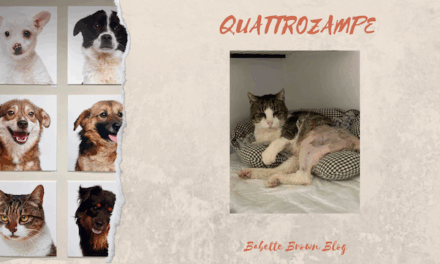 Ladri all’Oasi felina di Pianoro