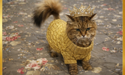 17 febbraio, Festa del Gatto. Celebriamo chi ci tollera con eleganza