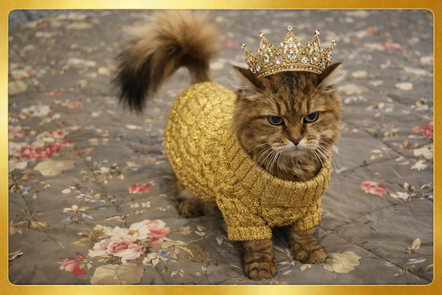 17 febbraio, Festa del Gatto. Celebriamo chi ci tollera con eleganza