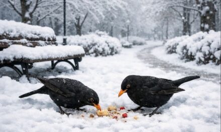 Non ci sono più gli inverni di una volta